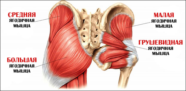 Средняя ягодичная мышца