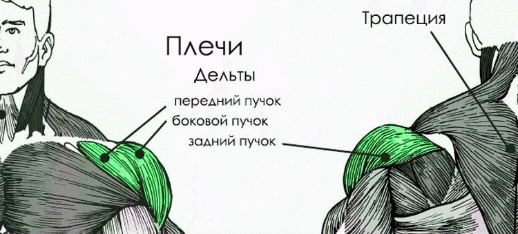 Анатомия мышц человека (бодибилдера) Строение дельтовидных мышц человека