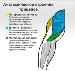 Анатомия мышц человека (бодибилдера) Анатомия мышц трицепса человека (латеральная, длинная, медиальная головка)