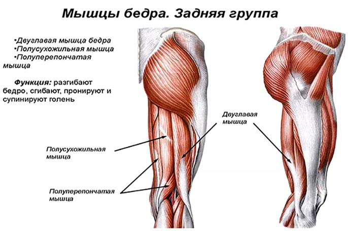 Анатомия мышц человека (бодибилдера) Анатомия мышц бедра (задняя группа)