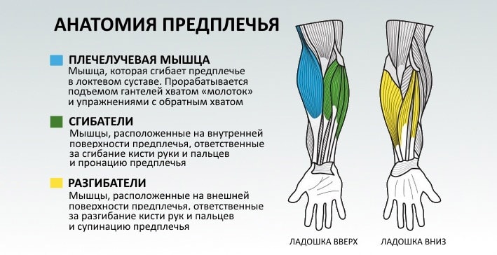 Анатомия мышц человека (бодибилдера) Анатомическое строение мышц предплечья