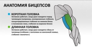 Анатомия мышц человека (бодибилдера) Анатомия бицепса человека