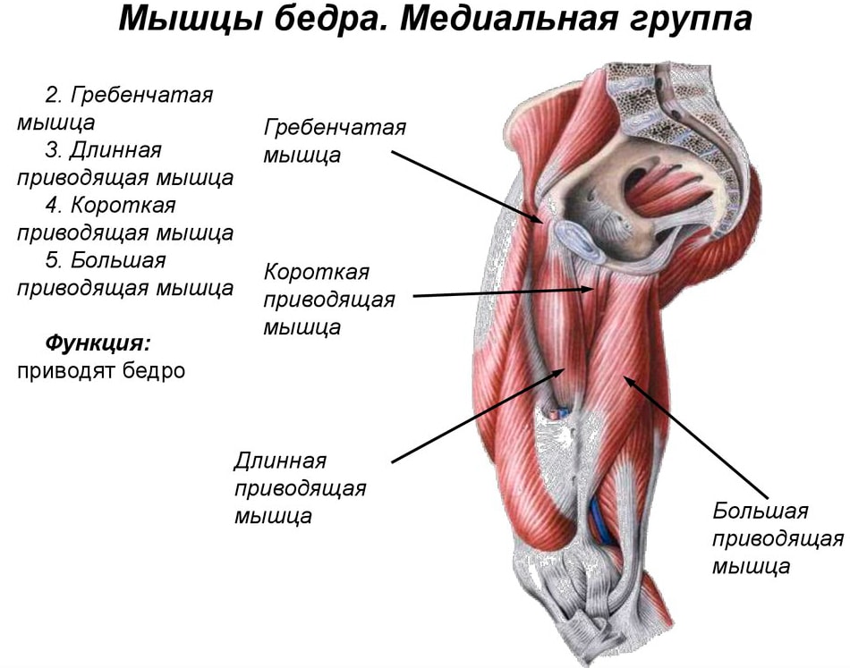 Анатомия мышц человека (бодибилдера) Анатомия мышц бедра (медиальная группа)