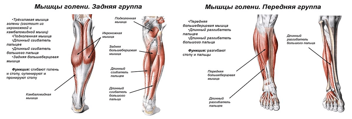 Анатомия мышц человека (бодибилдера) Строение мышц голени (передняя и задняя группа)