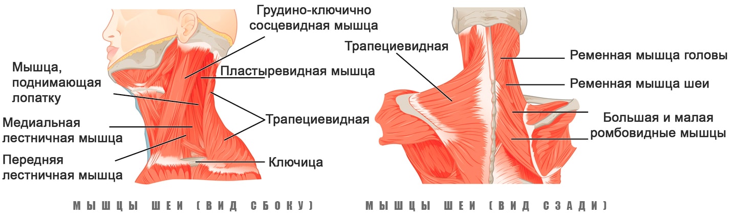 Анатомия мышц человека (бодибилдера) Анатомия мышц шеи человека
