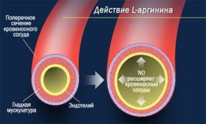 Действие аргинина на кровеносный сосуд