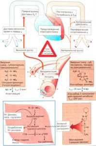 Влияние оксида азота на организм человека