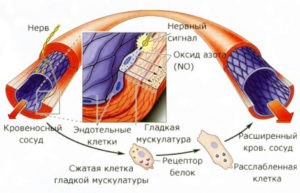 Действие оксида азота на кровеносные сосуды