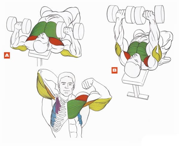 Техника выполнения упражнения для грудных мышц: жим гантелей лежа на скамье