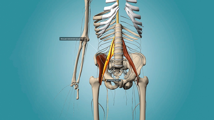 анатомия подвздошно-поясничной мышцы