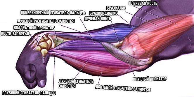 Анатомия мышц предплечья