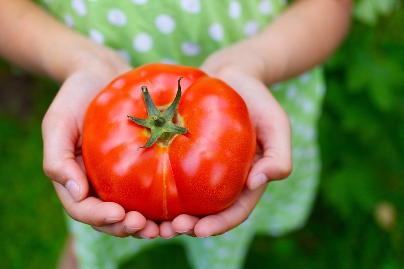 вред помидоров для организма