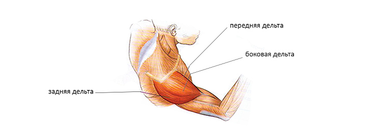 Дельтовидные мышцы