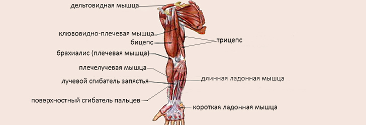 Мышцы руки