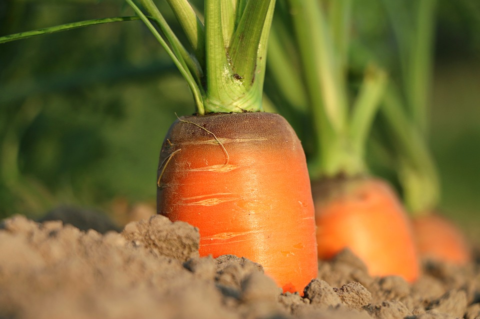 Польза моркови для похудения