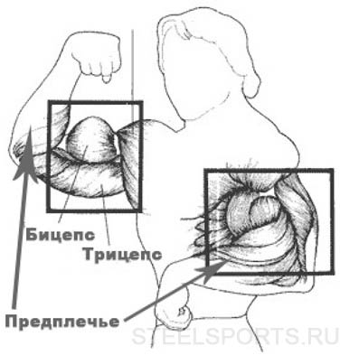 Anatomiya ruk