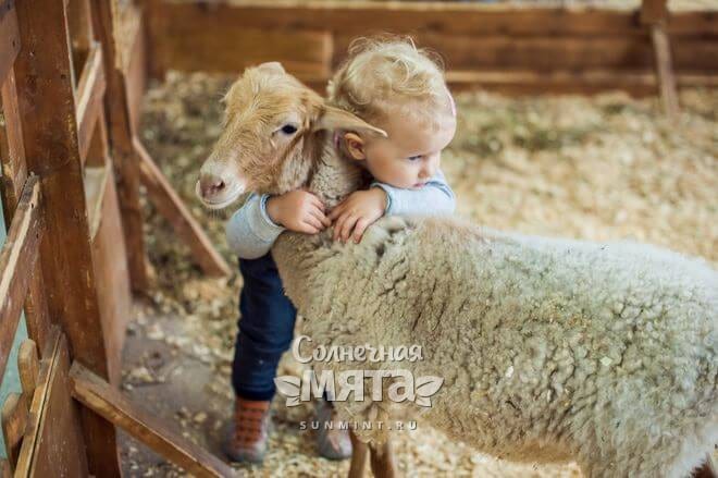 Маленькая девочка обнимает овечку, фото