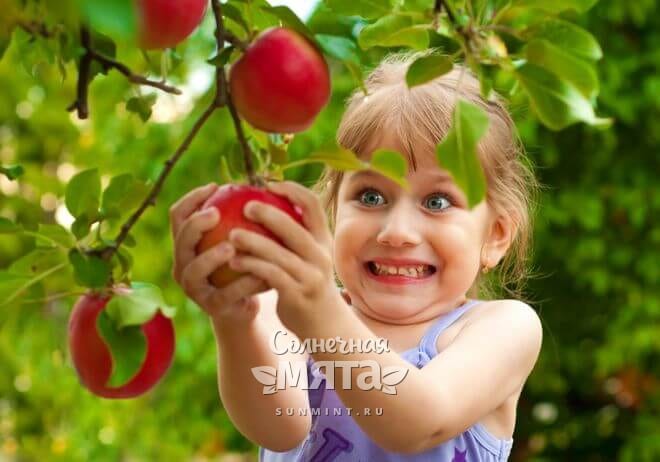 Радостная девочка срывает яблоко с яблони, фото