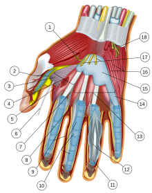 Wrist and hand deeper palmar dissection-numbers.svg