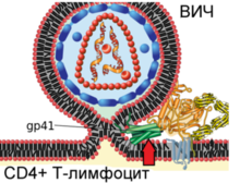 Human Immunodeficency Virus - stylized rendering.jpg