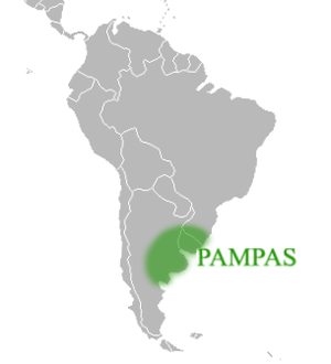 PAMPAS.png