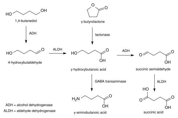 Синтез гамма-Butyrolactone.svg