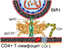 Human Immunodeficency Virus - stylized rendering.jpg