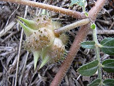 Starr 030612-0068 Tribulus terrestris.jpg