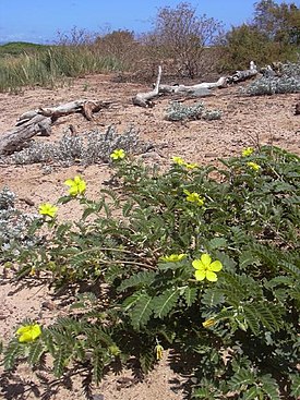 Starr 040801 0004 tribulus cistoides.jpg