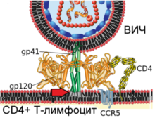 Human Immunodeficency Virus - stylized rendering.jpg
