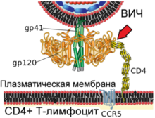 Human Immunodeficency Virus - stylized rendering.jpg
