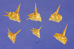 Trte 003 lhp.jpg