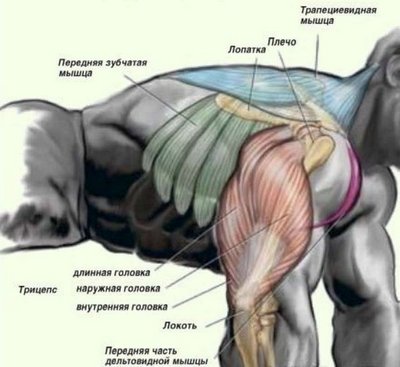 Мышцы, участвующие в отжиманиях от пола