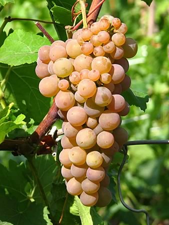 Сорт винограда Солярис