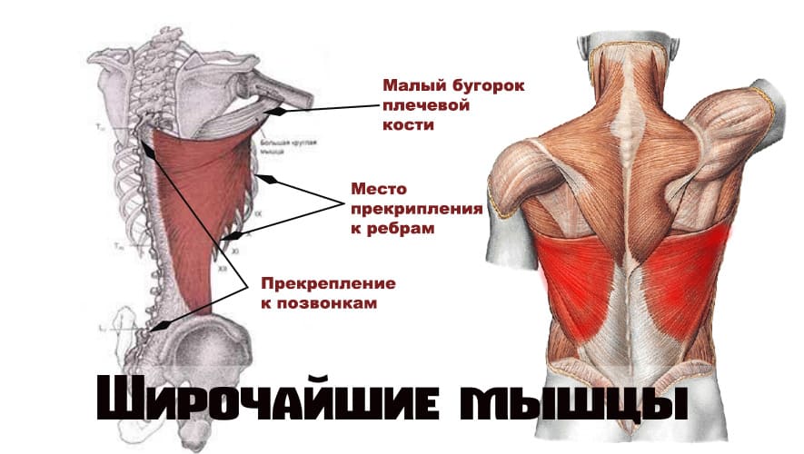 Широчайшие мышцы
