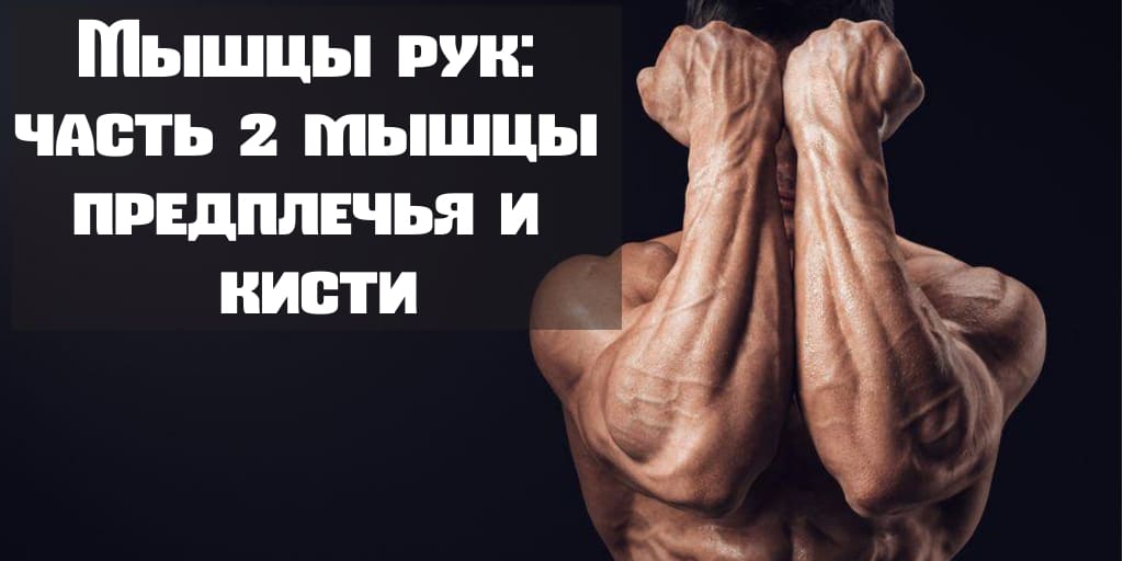 Мышцы рук: мышцы предплечья и кисти видео по их тренировки