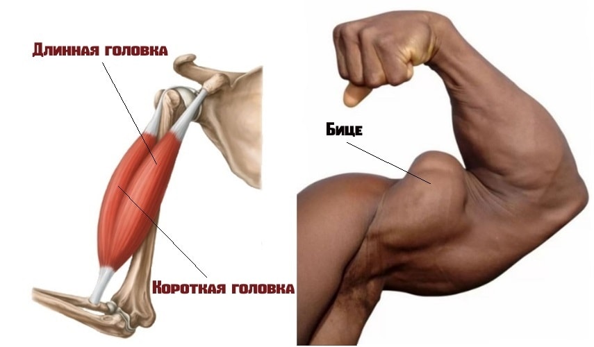  Двуглавая мышцы плеча(бицепс) 
