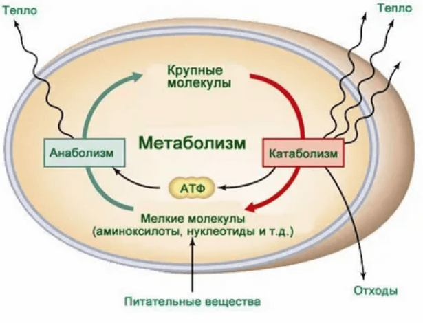 Что такое метаболизм и как его на самом деле можно улучшить Что такое метаболизм и как его на самом деле можно улучшить