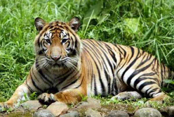 50 необычных фактов о тиграх