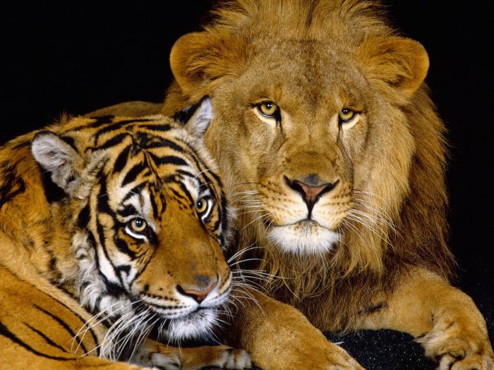 Кто крупнее — лев или тигр?
