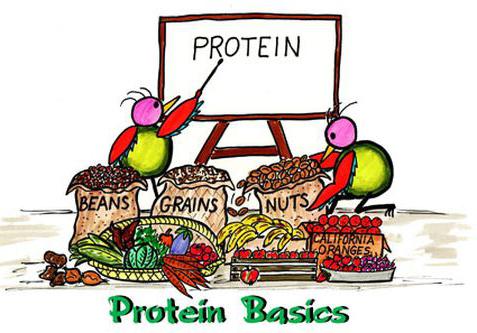 протеин для веса 