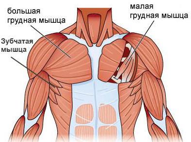 грудная мышца
