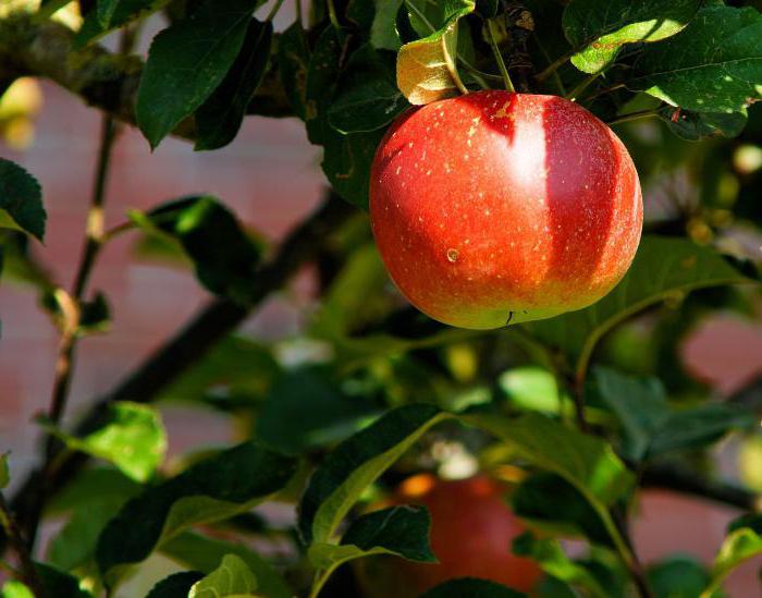 какие витамины содержит яблоко
