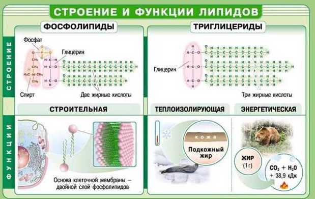 Функции липидов