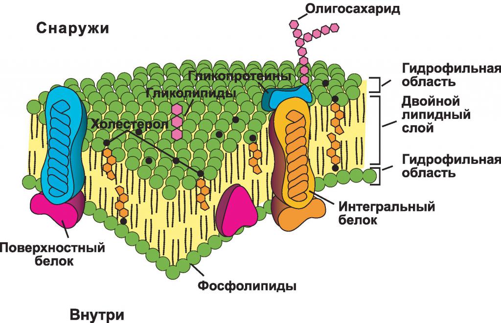 Биологические мембраны