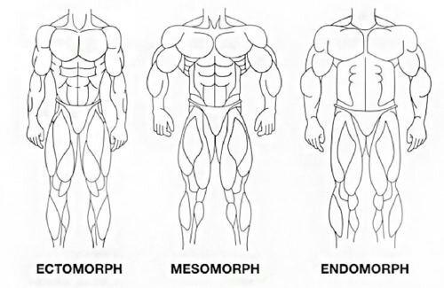 Сравнение типажей строения тела