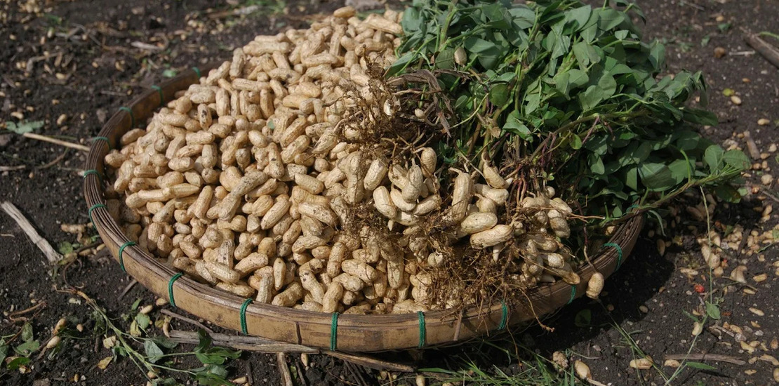 только собранный урожай арахиса лежит на плетеной таре