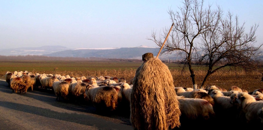 пастух с отарой овец
