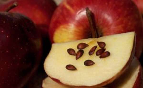 Польза семечек яблок для организма